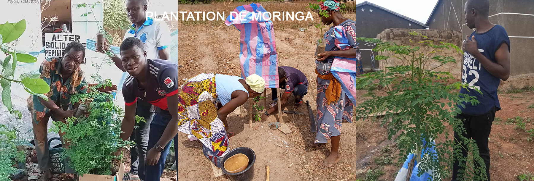 PREMIERES PLANTATIONS EN 2019